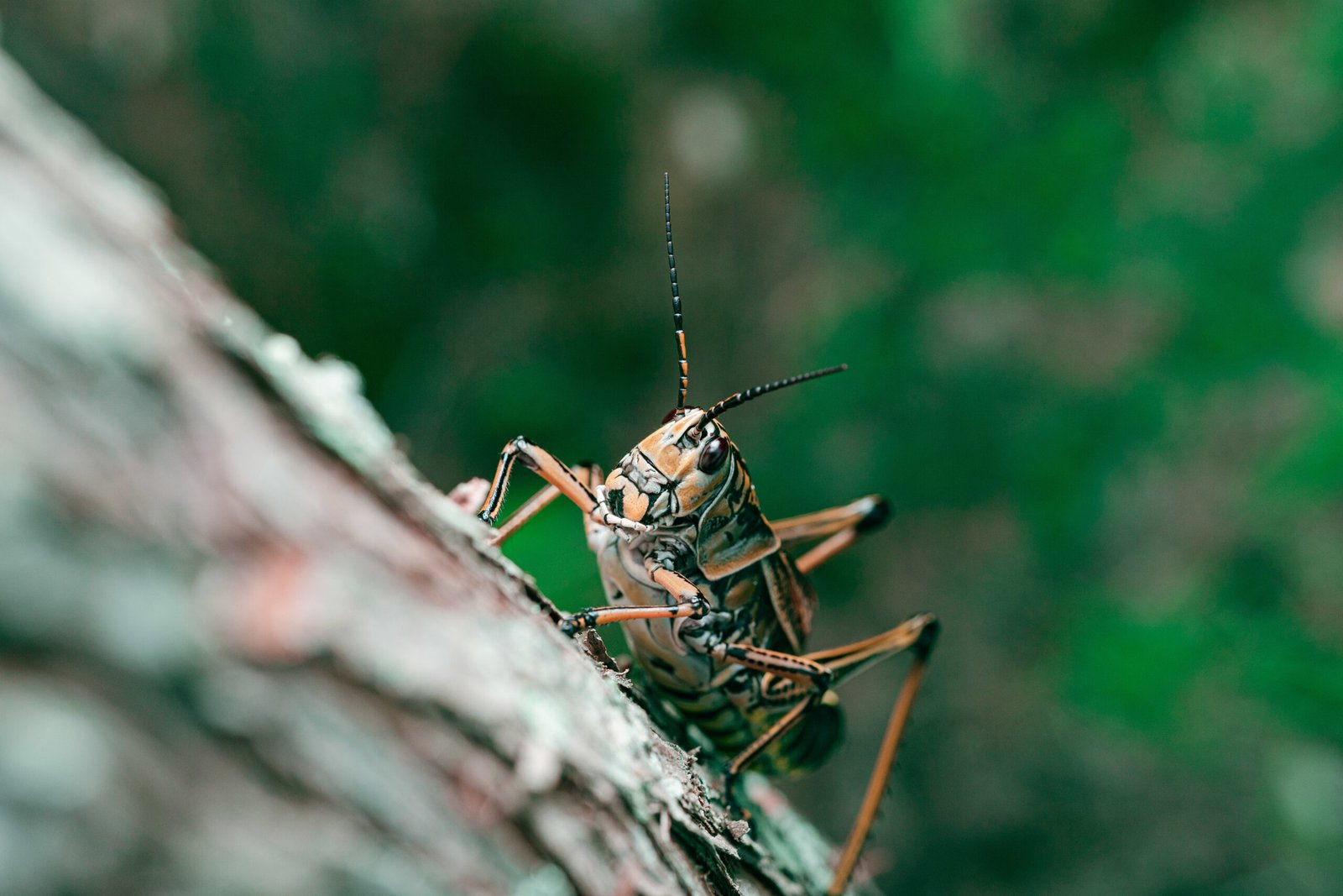 How Shashel Uses Heat-Based Technology to Destroy Wood Insects
